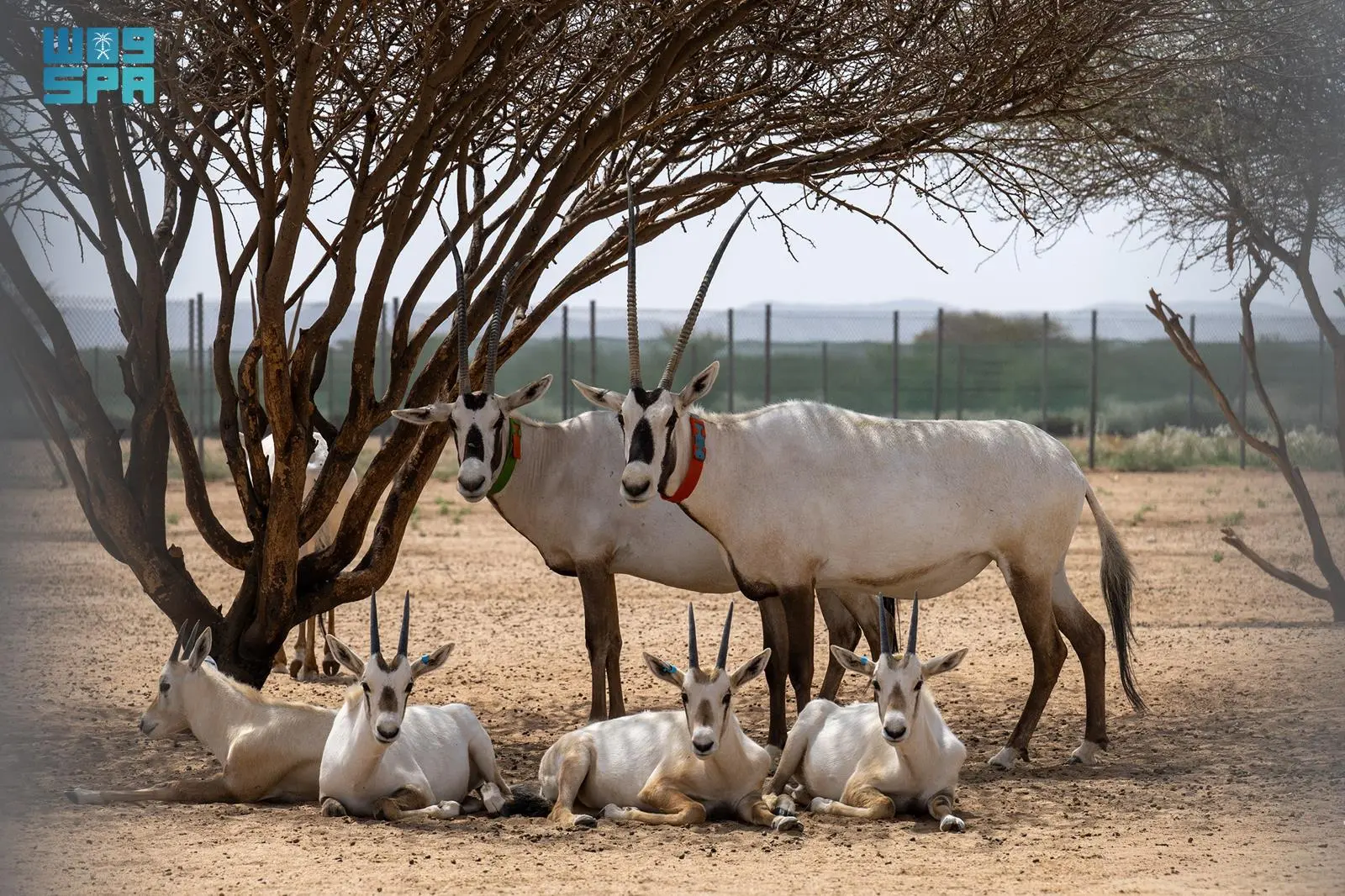 الحفاظ على المها العربي.. نموذج لالتزام السعودية بحماية مواردها الطبيعية