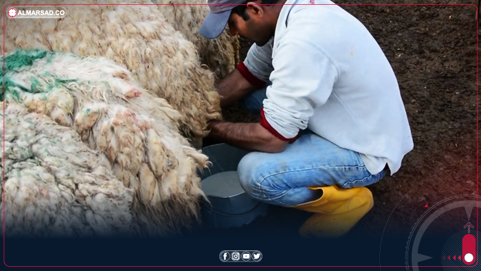 العسبلي يحذر من الحمى القلاعية بين الماشية: نفوق المواليد قد يصل إلى 70%