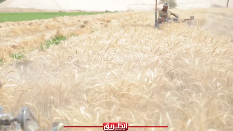 بدأ موسم حصاد القمح بقنا والمحافظ يتفقد صومعة الترامسة