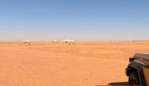 ضبط مواطن لارتكابه مخالفة رعي بمحمية الملك عبدالعزيز الملكية