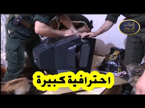 #شاهد جهود مصالح الدرك الوطني في توقيف المروجين بعين العسل