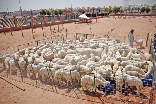 ارتفاع الطلب يحافظ على استقرار أسعار الأغنام