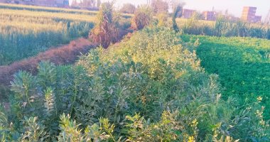 الفول البلدى جاهز للحصاد فى غيطان المنوفية.. أحد المزارعين: من المحاصيل المهمة ونحرص على زراعتها لجودة الأراضى وتحقيق أعلى إنتاحية للفدان.. ومدير الزراعة: لدينا 1500 فدان بالمحافظة ونقدم الدعم الكامل