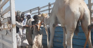 مهنة الكَلة.. حكاية عمل توارثها الأجيال بحلايب وشلاتين.. تنظم تحميل الجمال والبضائع وتفريغها وتعد مصدر دخل رئيسيا للسكان المحليين.. لها دور مهم فى دعم حركة التجارة وربط الأسواق المصرية بالمناطق الحدود