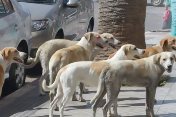 الخدمات البيطرية بالمنوفية تشارك في بروتوكول تعاون للحد من ظاهرة الكلاب الضالة