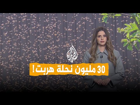 Networks | Incredible accident.. Truck carrying 30 million bees overturns in America