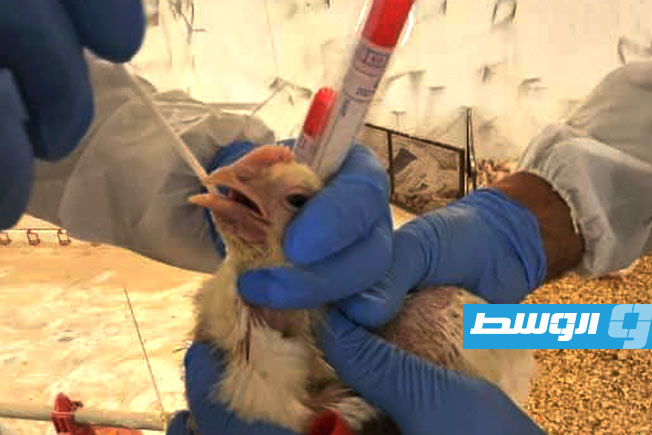 تحديد سبب انتشار مرض «النيوكاسل» بين الدواجن في المنطقة الشرقية