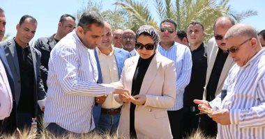 محافظ الوادى الجديد تتابع نتائج تجربة إكثار أصناف القمح عالية الجودة