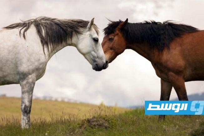 دراسة حديثة تكشف سرّ صوت صهيل الخيول الفريد