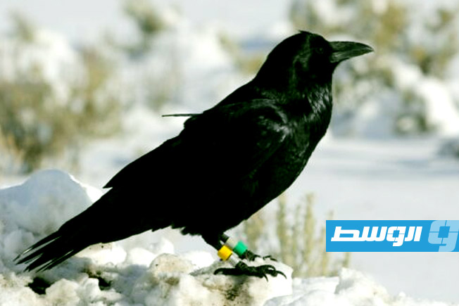 دراسة: الغربان تستخدم الذاكرة والخرائط الذهنية لتعقب فرائس الذئاب