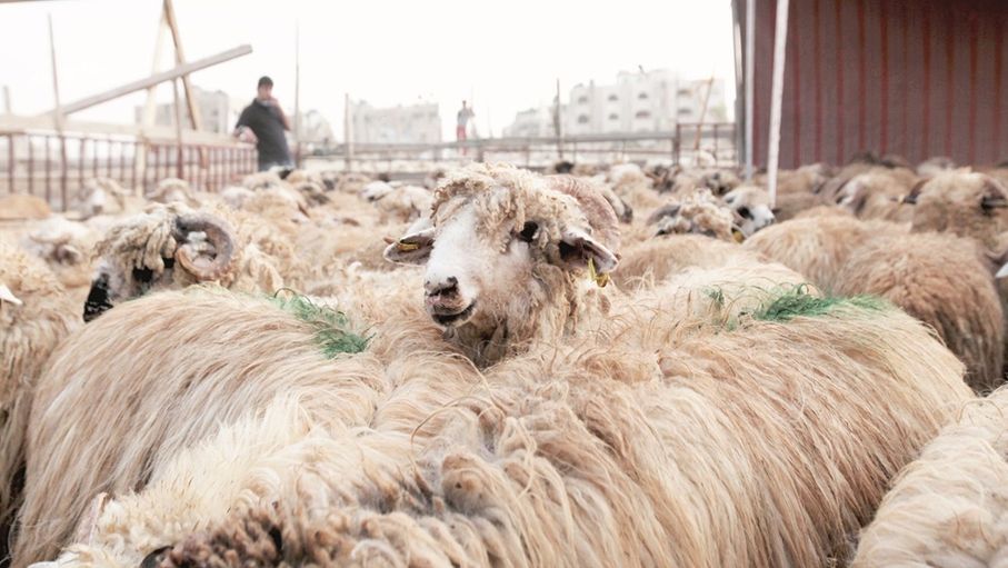 400 حظيرة لبيع الأضاحي في 24 موقعًا بعمان