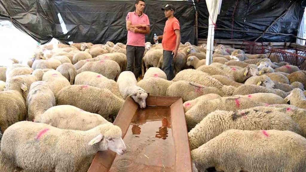 صحيفة : العيد والأضاحي يرفعان حوالات السوريين لـ‏15 مليون دولار يومياً