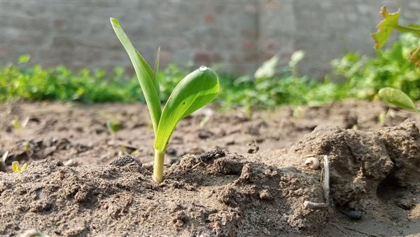 "الزراعة" تحذر من شراء تقاوي مجهولة المصدر وتتوعد المروجين لها