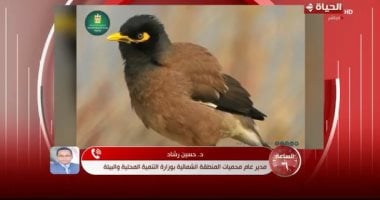 التنمية المحلية: طائر المينا الهندي يهدد التوازن البيئي