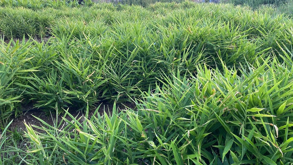 نجاح زراعة الزنجبيل وارتفاع الإنتاج إلى 2.5 طن في الموسم الثاني 2026