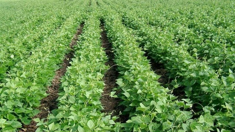 رئيس معلومات المناخ يحذر: برودة مفاجئة ورياح تزيد إجهاد المحاصيل الزراعية
