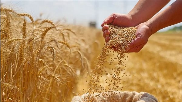 الزراعة: موسم القمح الحالي يحقق أرقامًا قياسية في الإنتاج والتوريد