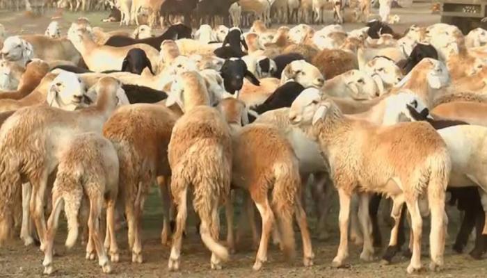 المنصوري يتعهد بدعم قطاع الثروة الحيوانية بشمال كردفان