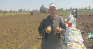 خير بلدنا.. حصاد محصول البطاطس فى المنوفية