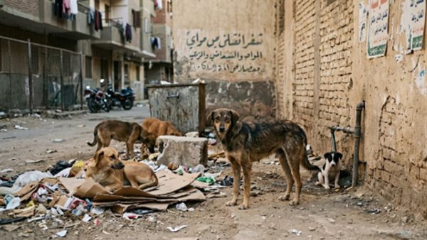 النائبة سحر عتمان تكشف حقيقة مقترح تصدير الكلاب وتوضح تفاصيله