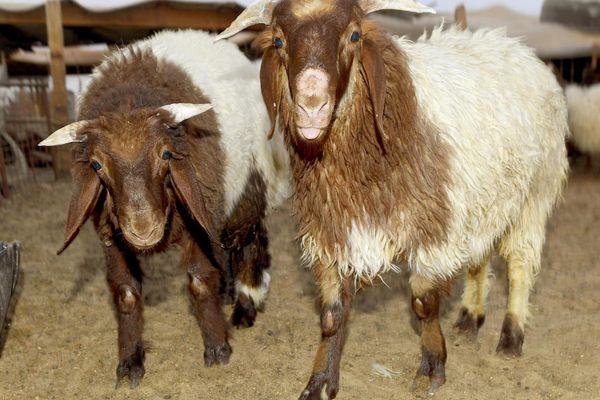 أكثر من 44 ألف أضحية في الرياض بأول أيام عيد الأضحى