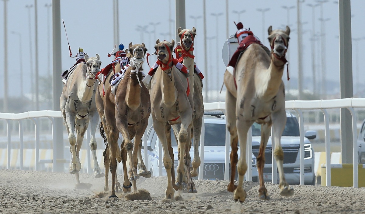 ‫ في ختام أشواط أبناء القبائل.. 6 رموز فضية وجوائز مليونية تشعل ميدان الشحانية