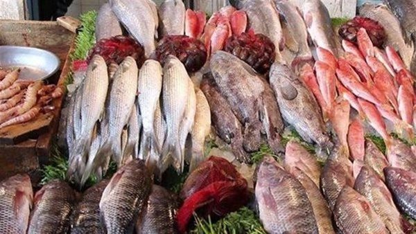 سعر السمك اليوم، ارتفاع البلطي وانخفاض البوري 40 جنيها والكابوريا 50