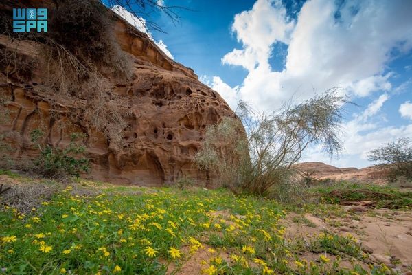 العُلا.. منظومة بيئية متكاملة تعزّز حضورها العالمي في السياحة البيئية المستدامة