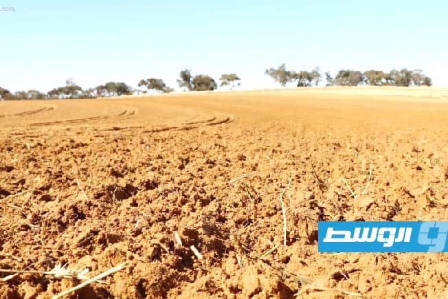 انطلاق مشروع زراعة 9 ملايين شتلة زيتون في المنطقة الوسطى