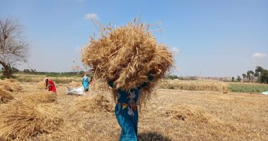 وزارة الزراعة تكشف: المساحة المنزرعة بالقمح الموسم الحالى 3.763 مليون فدان.. تتجاوز المستهدف بأكثر من 200 ألف فدان.. سعر التوريد 2350 جنيها للأردب ويفوق السعر العالمي.. وتوقعات بتجاوز الإنتاج 10 ملايي