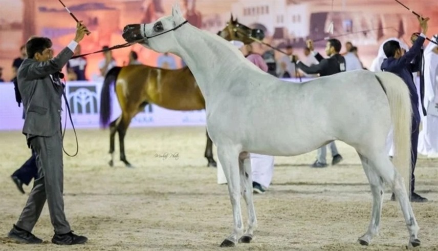106 خيول لـ72 مالكاً تتنافس على "كأس الإمارات العالمي" في البحرين