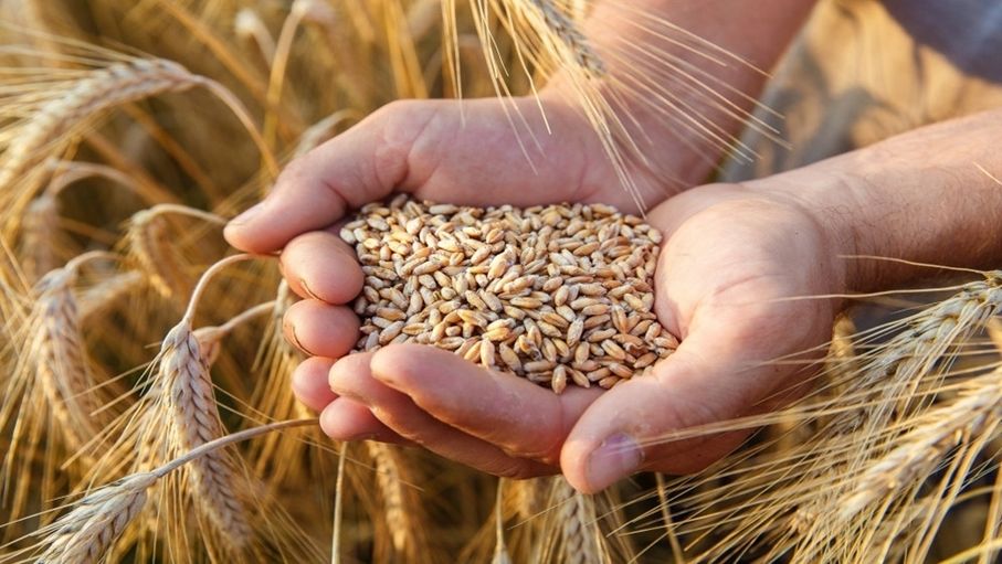 عطاء لشراء كميات من القمح