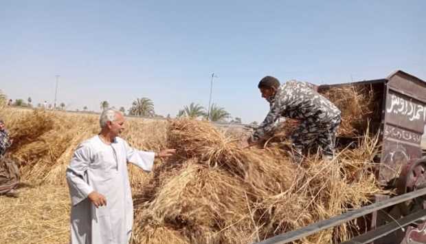 «الزراعة»: قفزة في توريد القمح المحلي والوصول إلى 64% من المستهدف