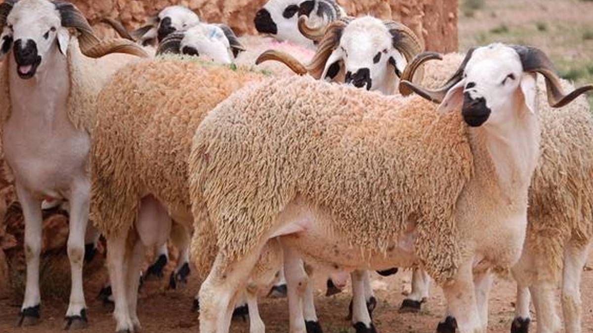نقابة الفلاحين تحذر من الانسياق وراء افتعال ندرة وهمية للأضاحي بهدف رفع الأسعار.