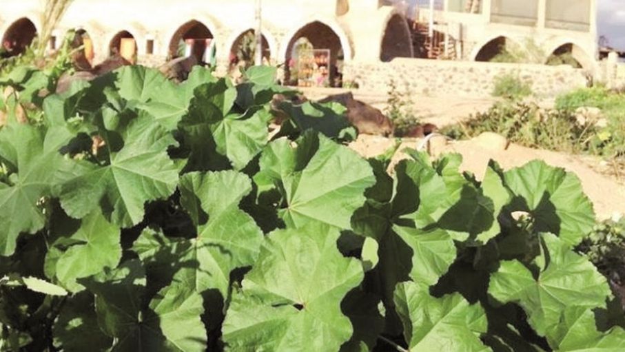 مهرجان الخبيزة في موسمه الحادي عشر.. حكاية عشق بين الأرض والإنسان