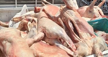 محافظة الجيزة تضبط 10 آلاف كيلو لحوم فاسدة ومذبوحة خارج المجازر بإجازة العيد