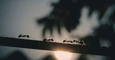 اكتشاف نوع نمل من ملكات فقط ويتكاثر دون ذكور