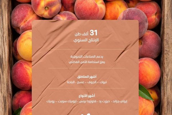 منافذ البيع تنتعش بأكثر من 31 ألف طن من ثمار الخوخ المنتجة محليًا