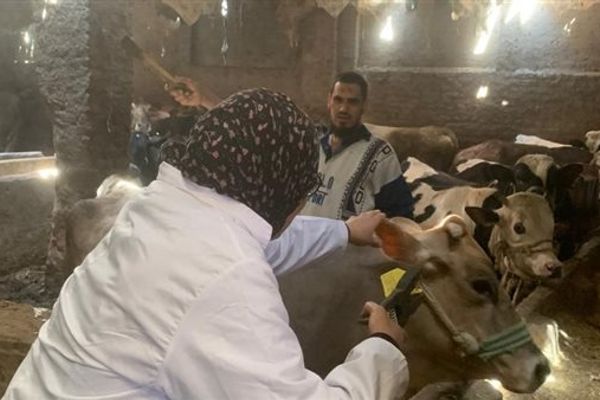 حملات تحصين مكثفة ضد مرضي الجلد العقدي للأبقار وجدري الأغنام