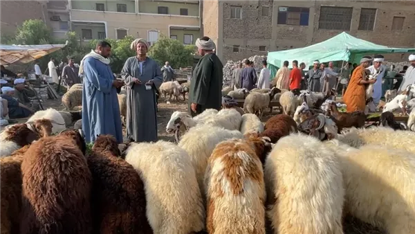 تشمل العجول والخرفان، ارتفاع أسعار الأضاحي اليوم الأحد مع قرب العيد