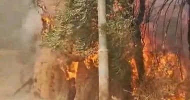 إجراءات رادعة ضد مخالفات الحرق العشوائى للمخلفات الزراعية بالوادى الجديد
