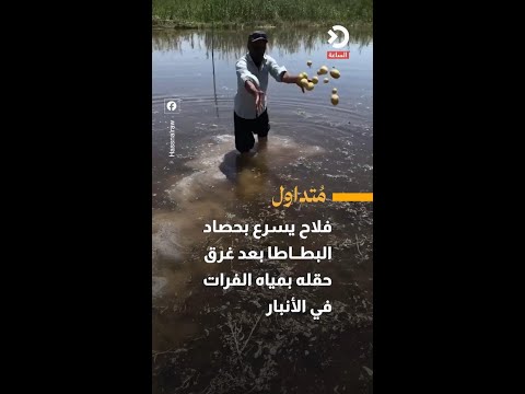 A farmer in Anbar rushes to harvest potatoes after his field was flooded by the Euphrates River.