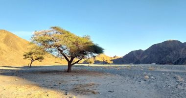 وادى حلوس.. متحف مفتوح للطبيعة الخلابة فى قلب الصحراء الشرقية.. يحتوى على رسومات ما قبل التاريخ وأشجار الأكاسيا تنمو بمجرى السيول به.. ويمنح الرعاة ملاذا آمنا أثناء رحلاتهم بين الدروب الجبلية