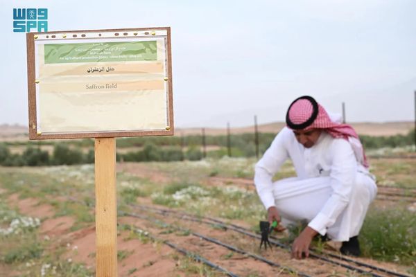 زراعة الزعفران في العُلا.. خطوة جديدة ضمن مسار التنويع الزراعي