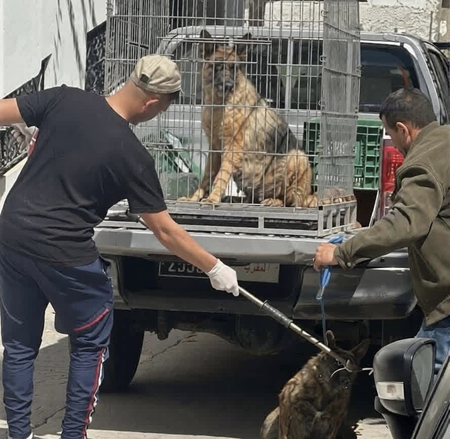بعد حادث طنجة.. “الجمعية المغربية لحماية الحيوانات” تدعو إلى التهدئة وتحذر من ردود الفعل “العنيفة”