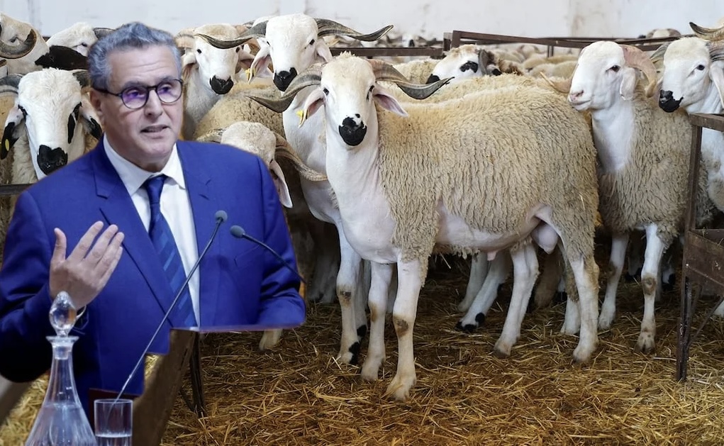 لإنهاء غلاء لحوم الأغنام.. أخنوش يحث الكسابة على ضخ الأكباش في الأسواق بدل انتظار فترة عيد الأضحى (فيديو)