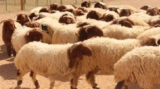 الأمانة تحدد مواقع بيع وذبح الأضاحي .. وبدء استقبال الطلبات الكترونيا