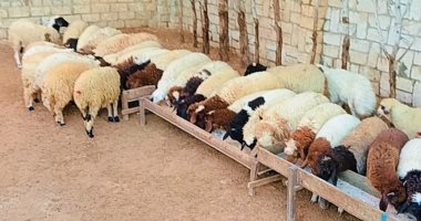 الأمطار توسع رقعة المراعى فى مطروح.. سلالة أغنام البرقي أشهرها (صور)
