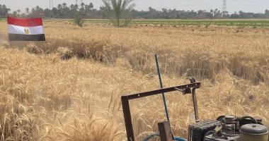 وسط المزارعين.. محافظ قنا يشهد حصاد القمح بقرية دندرة