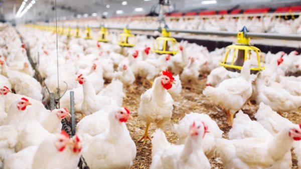 بعد تخطي سعر الكيلو الـ 100 جنيه، "منتجي الدواجن" يرد على اتهامات التلاعب بالأسعار